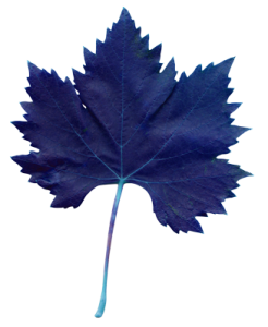 feuille de vigne bleu Domaine des Lauribert feuille de vigne bleu Domaine des Lauribert